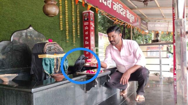 Shanidev Ki Savaari : दो घंटे शनि देव के चरणों मे बैठा रहा कौवा, माना जाता है सवारी