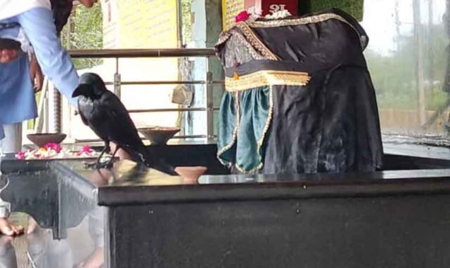 Shanidev Ki Savaari : दो घंटे शनि देव के चरणों मे बैठा रहा कौवा, माना जाता है सवारी