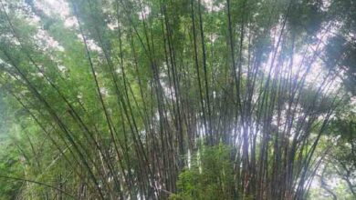 Bans Ki Kheti : बांस की खेती कर सकती है मालामाल, सरकार देती है अनुदान