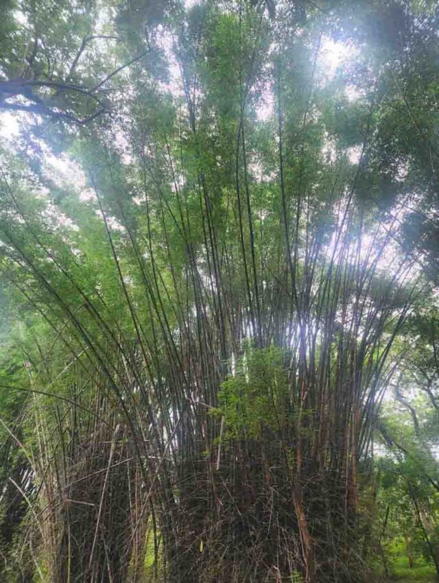 Bans Ki Kheti : बांस की खेती कर सकती है मालामाल, सरकार देती है अनुदान