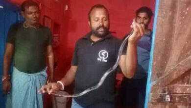 Sanp Ka Video : घर में बैठा था साइलेंट किलर करैत सांप, तीन सर्प मित्रों ने किया रेस्क्यू