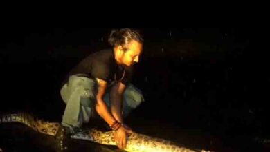 Python Rescue Video : अजगर का रेस्क्यू करने पर क्यों उगलवा देते हैं निगला हुआ शिकार..?