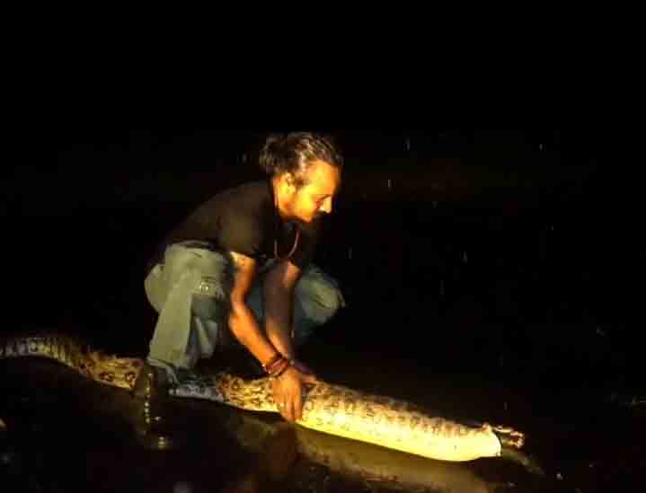 Python Rescue Video : अजगर का रेस्क्यू करने पर क्यों उगलवा देते हैं निगला हुआ शिकार..?