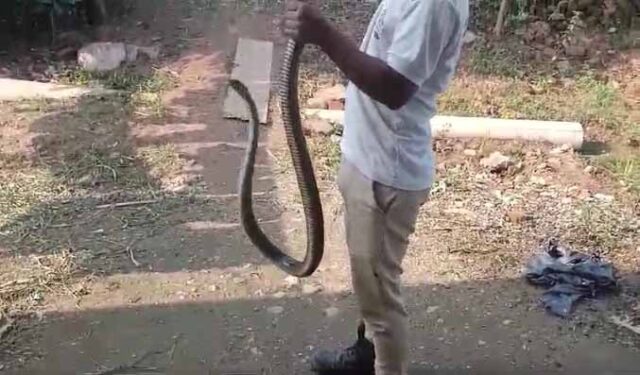 Dhaaman Sanp Ka Video : धामन सांप न जहरीला होता है और न ही पूंछ में कांटा होता है