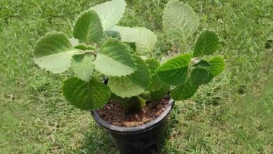 Vastu dosh se mukti : घर में हो यह पौधा तो बाल भी बांका नहीं कर पाएगा वास्तु दोष