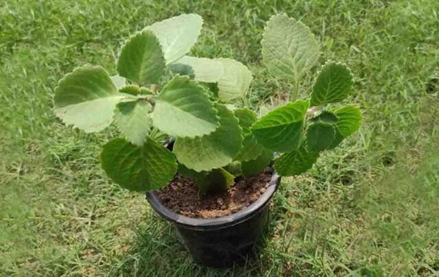 Vastu dosh se mukti : घर में हो यह पौधा तो बाल भी बांका नहीं कर पाएगा वास्तु दोष