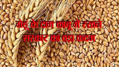 Gehun Ki Stock Limit : गेहूं के दाम काबू में रखने सरकार का बड़ा कदम, घटाई स्टॉक सीमा