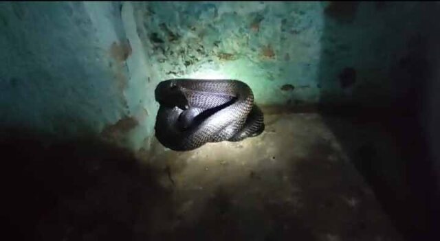 Cobra Ka Video : किचन के कोने में कुंडली मारकर बैठा था भयानक कोबरा, नहीं जाती नजर तो...