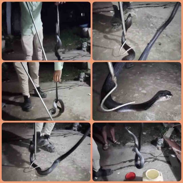 Nagin Ka Video : वाकई कोबरा नाग से खतरनाक होती है नागिन, यकीन न हो तो ये वीडियो देखें