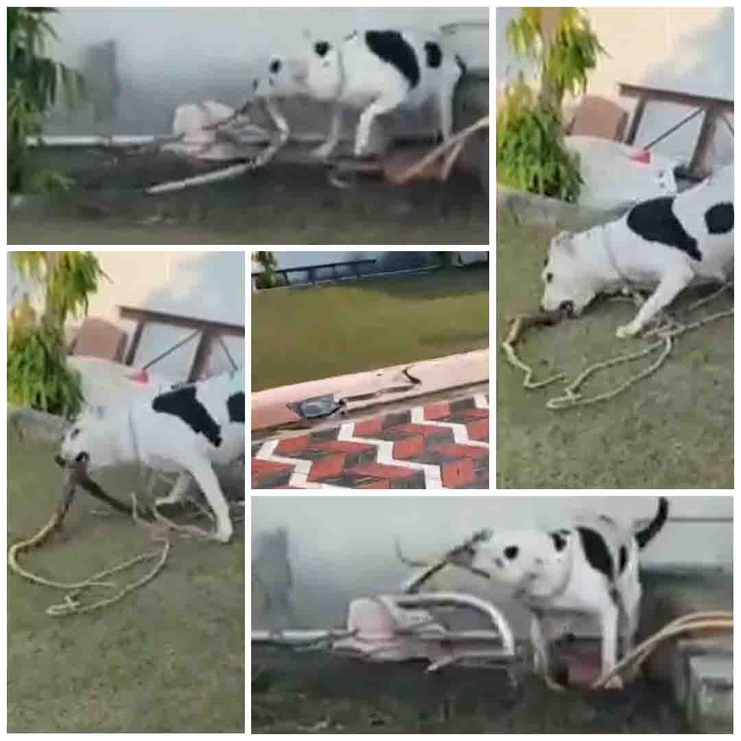 Cobra-dog Fight video : घर में घुस रहा था कोबरा, वफादार डॉग ने देखते ही किया काम तमाम