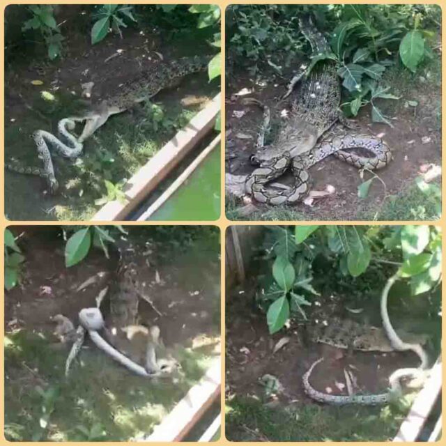 Magar-Ajgar Fight Video : मगरमच्छ से उलझ गया अजगर, उसने पटक-पटक कर निकाल दी हेकड़ी