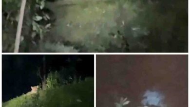 Tenduye ka video : बैतूल के इस इलाके में नजर आया तेंदुआ, क्षेत्र में मचा हड़कंप