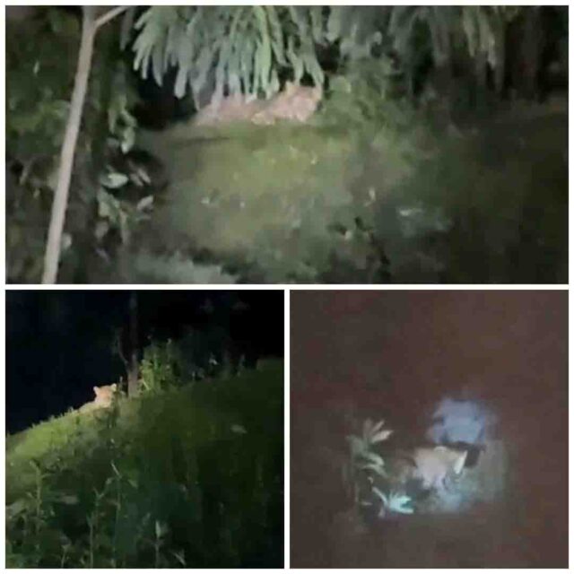 Tenduye ka video : बैतूल के इस इलाके में नजर आया तेंदुआ, क्षेत्र में मचा हड़कंप