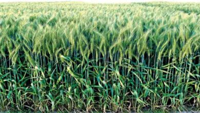 Best varieties of wheat : गेहूं की यह किस्में देती है बंपर उत्पादन, कर देती मालामाल