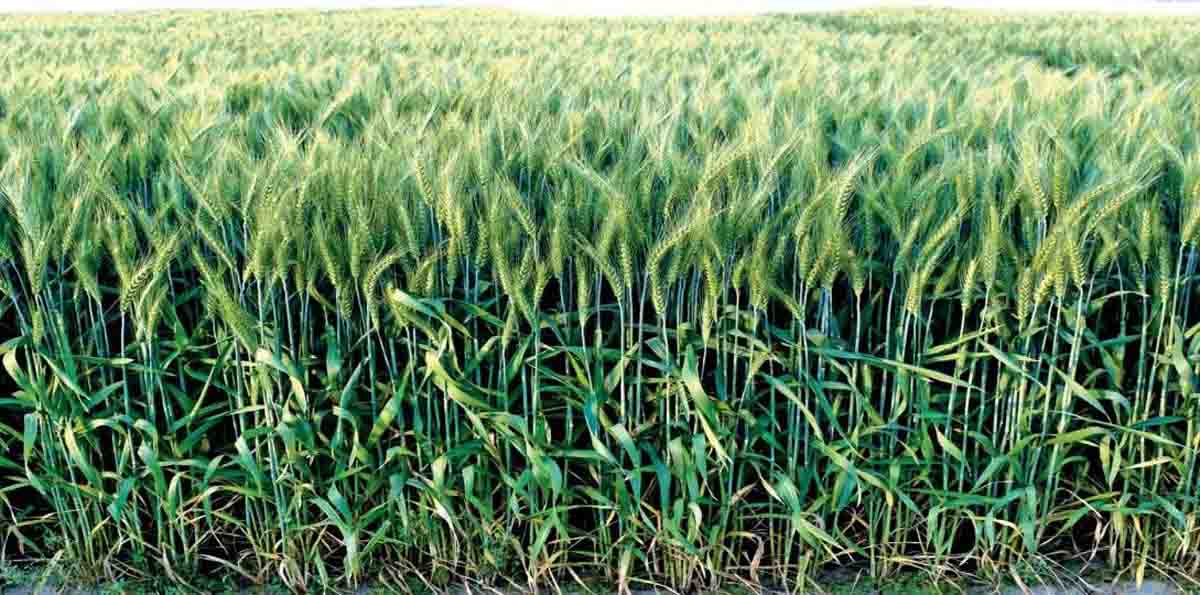 Best varieties of wheat : गेहूं की यह किस्में देती है बंपर उत्पादन, कर देती मालामाल