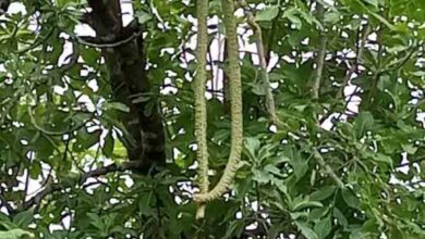 Sarpagandha tree : इस पेड़ के करीब भी नहीं आते सांप, भागते हैं दूर