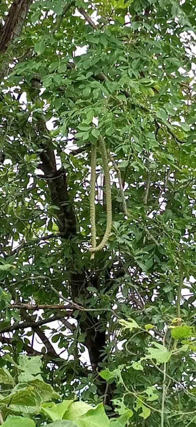 Sarpagandha tree : इस पेड़ के करीब भी नहीं आते सांप, भागते हैं दूर