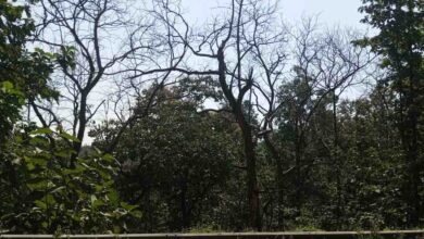 Betul Forest News : बैतूल के जंगल में बड़ी मात्रा में सूख रहे सागौन पेड़