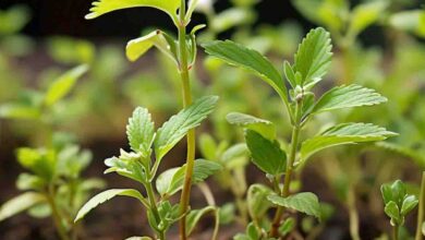 Stevia Medicinal Properties : मीठी तुलसी में होते हैं थोक में औषधीय गुण