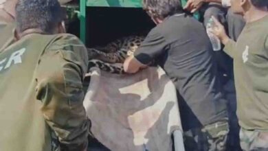 Betul News Today : तार में फंसा तेंदुआ, रेस्क्यू कर लाते समय तोड़ा दम