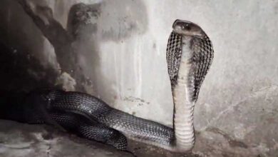 Cobra Ka Video : पत्थर के पीछे था कोबरा, बाहर आते ही दिखाए ऐसे तेवर कि दहल गए लोग