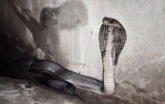 Cobra Ka Video : पत्थर के पीछे था कोबरा, बाहर आते ही दिखाए ऐसे तेवर कि दहल गए लोग