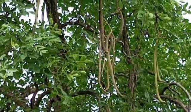 Sarpagandha tree : इस पेड़ के करीब भी नहीं आते सांप, भागते हैं दूर