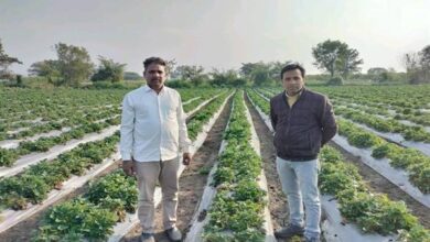 strawberry cultivation : स्ट्रॉबेरी की खेती से किसान हो गया मालामाल