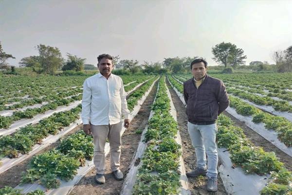 strawberry cultivation : स्ट्रॉबेरी की खेती से किसान हो गया मालामाल