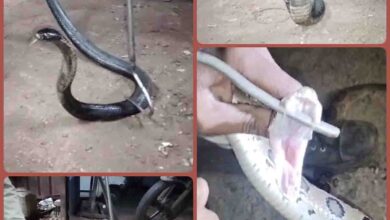 Cobra Rescue Video : गैराज में कोबरा तो घर में आ धमका रसेल वाइपर