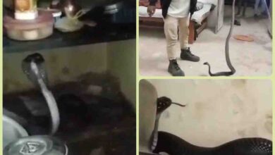 Cobra amazing video : किचन में बर्तनों के पीछे छिपा बैठा था खूंखार कोबरा