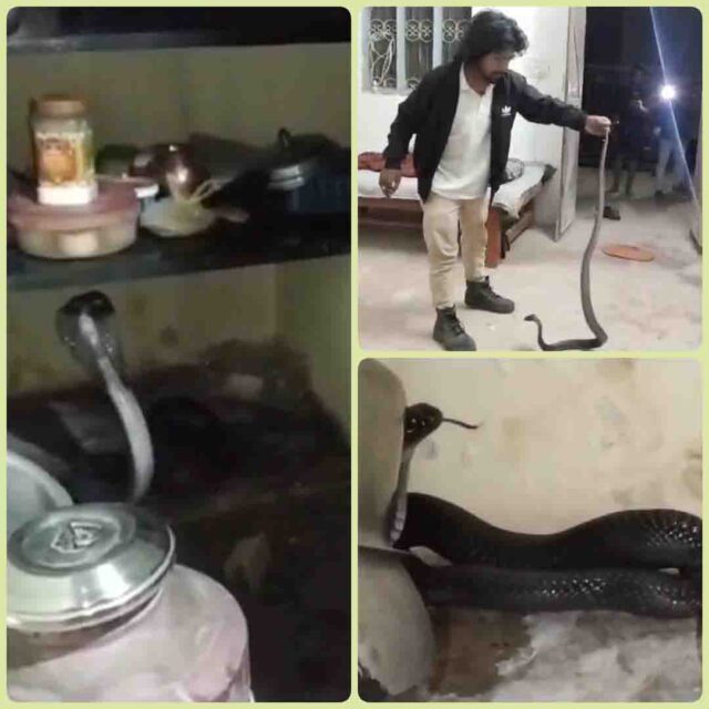 Cobra amazing video : किचन में बर्तनों के पीछे छिपा बैठा था खूंखार कोबरा