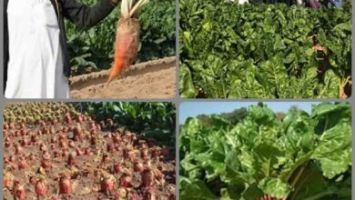 kheti : भीषण गर्मी में भी देना है पशुओं को हरा चारा तो उगाएं चारा चुकंदर