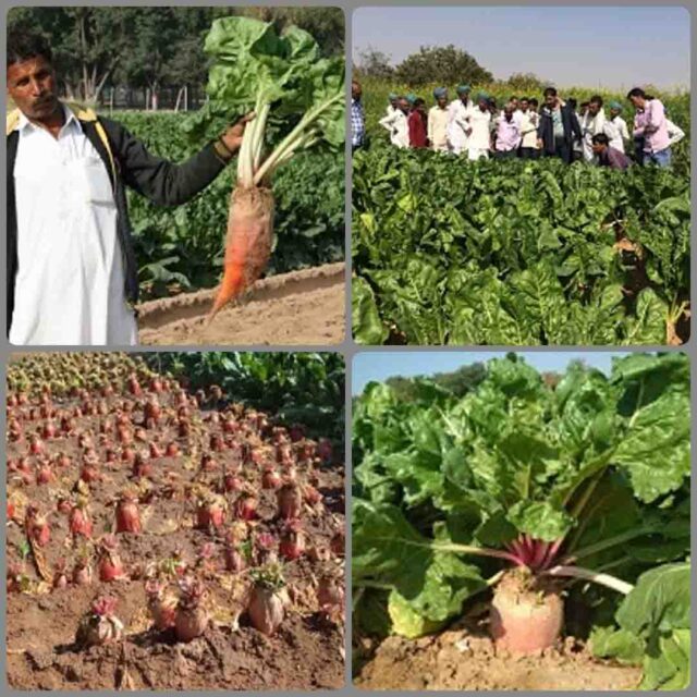 kheti : भीषण गर्मी में भी देना है पशुओं को हरा चारा तो उगाएं चारा चुकंदर