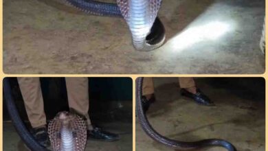Cobra Video Today : घर में था खतरनाक कोबरा सांप, शुक्र है नजर पड़ गई