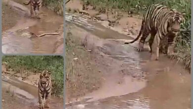 Wildlife : आमने-सामने आए कोबरा और बाघ, दबे पांव भागा जंगल का राजा