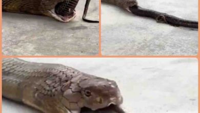 Cobra Viral Video : एक नहीं, तीन-तीन सांपों को निगल गया कोबरा