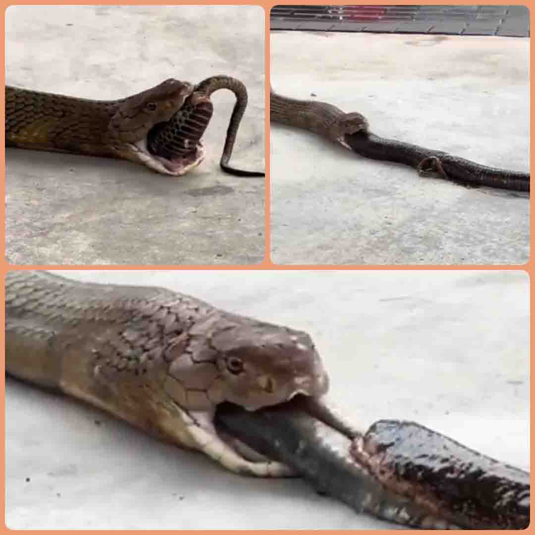 Cobra Viral Video : एक नहीं, तीन-तीन सांपों को निगल गया कोबरा