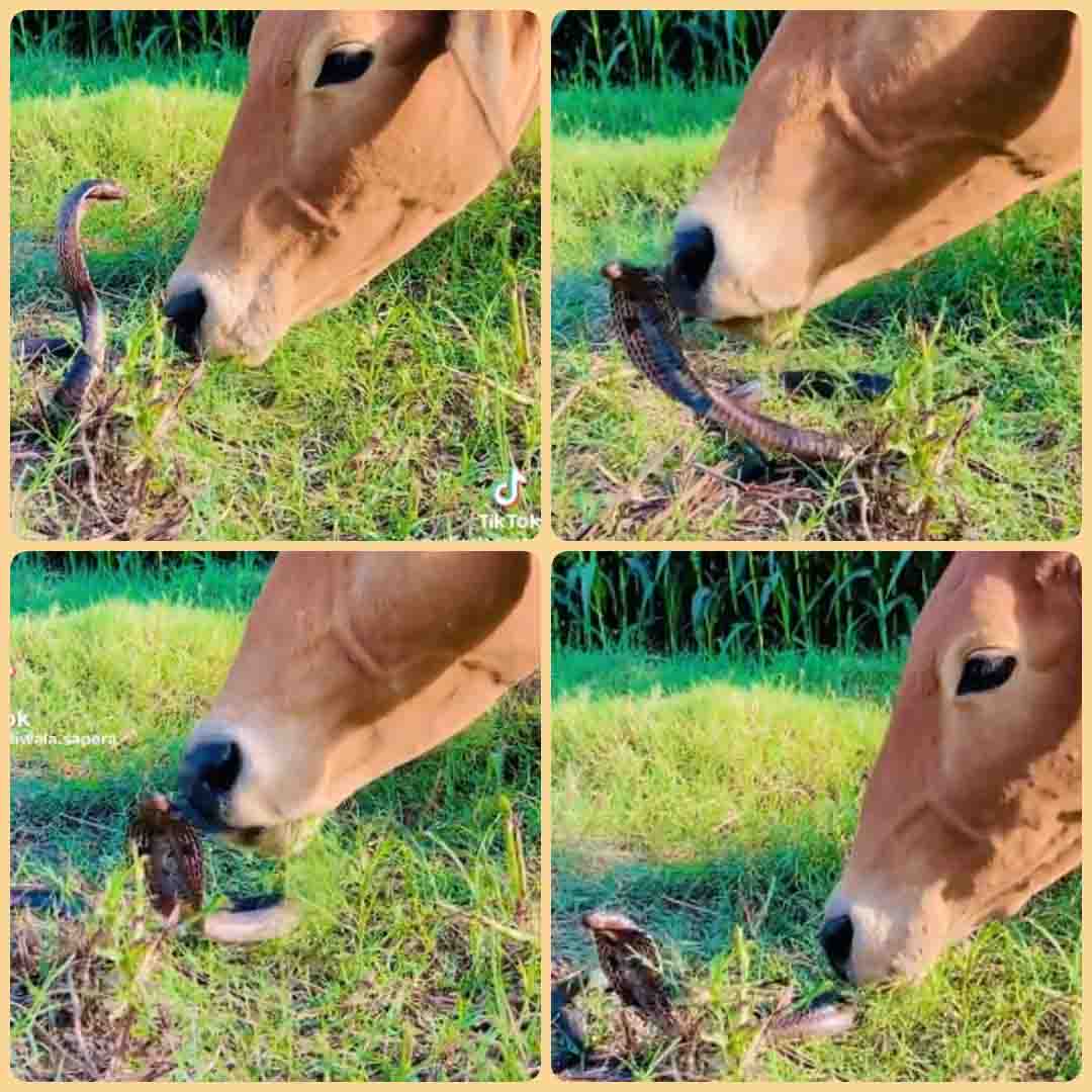 Cobra-cow video : फन फैलाए सामने था कोबरा, गाय ने दिखाया अपना 'पॉवर'