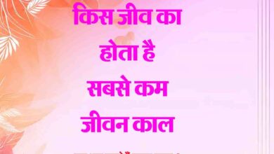 GK Question Today : किस जीव का होता है सबसे कम जीवन काल..?