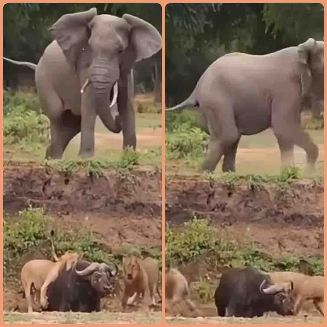 Hathi Ka Video : हाथी ने शेरों से बचाई भैंसे की जान, दिल जीत लेगा अंदाज