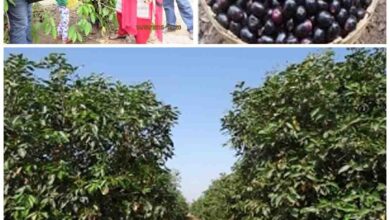 blackberry cultivation : जामुन करा रही किसानों की फसलों से ज्यादा कमाई