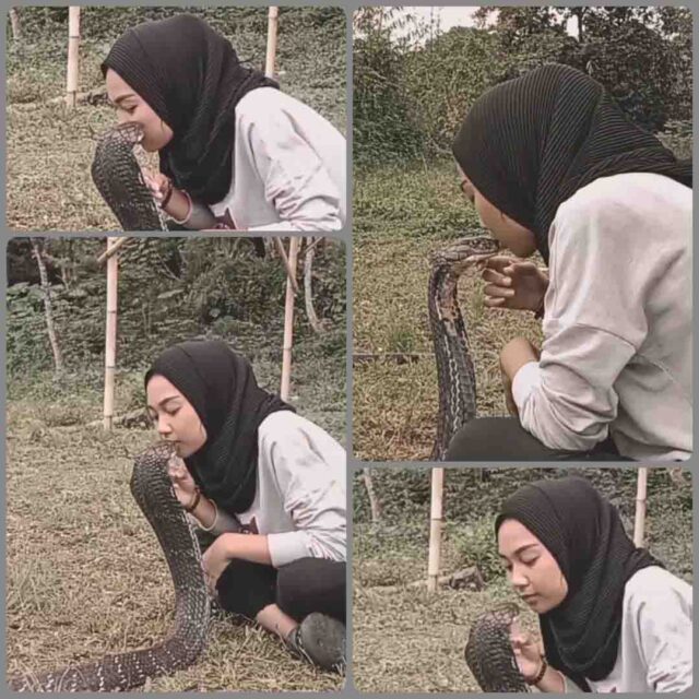 King Cobra Video : किंग कोबरा को किस कर रही थी लड़की, और तभी...
