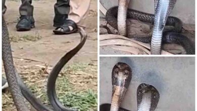 Nag Nagin Ka Video : नाग-नागिन का खूंखार अंदाज देख सिहर उठे लोग