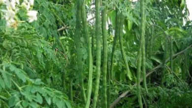 Drumstick cultivation : सहजन की खेती से गरीब किसान बन गया करोड़पति