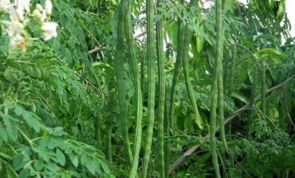 Drumstick cultivation : सहजन की खेती से गरीब किसान बन गया करोड़पति