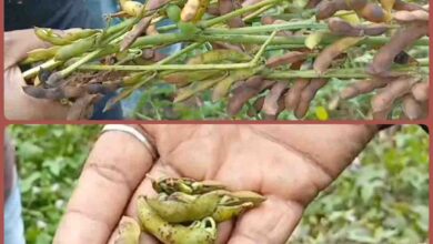 soybean crop : सोयाबीन की फसल बर्बाद, पौधों में हो रहा अंकुरण