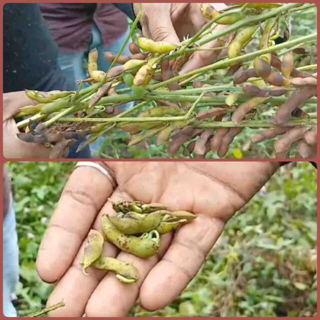 soybean crop : सोयाबीन की फसल बर्बाद, पौधों में हो रहा अंकुरण