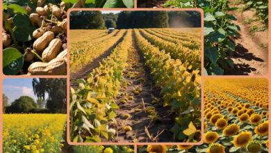 Sarkari Yojana : सरकार फ्री देगी बीज और प्रशिक्षण, पूरी उपज भी खरीदेगी