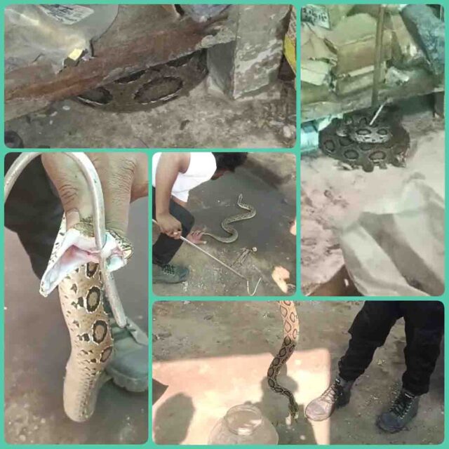 russell viper video : दुकान में छिपा बैठा था खतरनाक रसेल वाइपर सांप